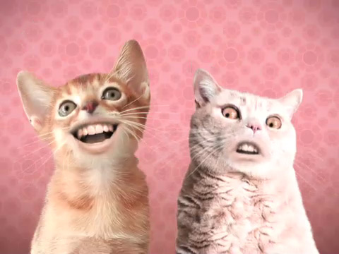 folio-numacats-01