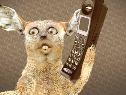 folio-numacats-03