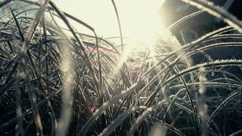 frost-01 frost-01