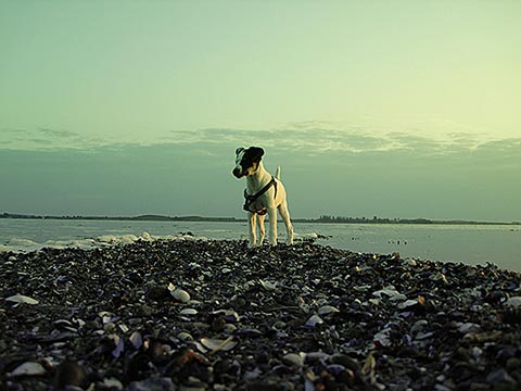dina-04 dina-04