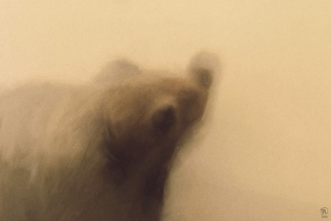 metazoa-01