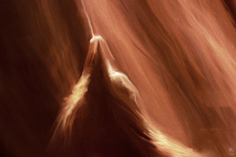 metazoa-02